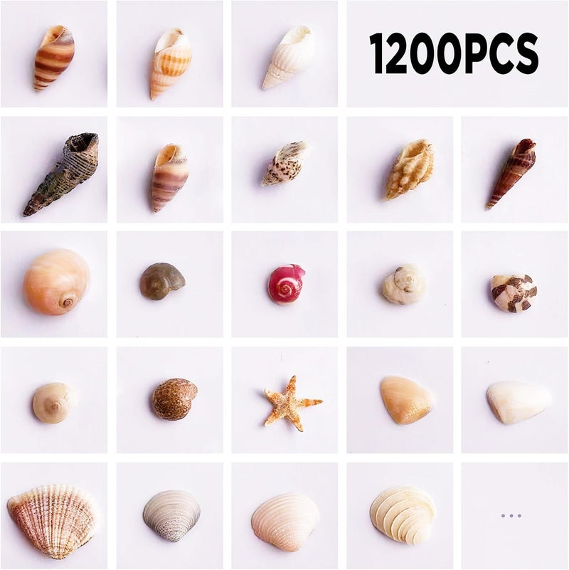 Wanwanzi 1200 PCS Tiny Sea Shells &10 Small Starfish - Mixed Ocean Beach Spiral Seashells for Fish Tank and Vase Filler, Beach Theme Party, Wedding Decor - DIY Craft Supplies - Image 2