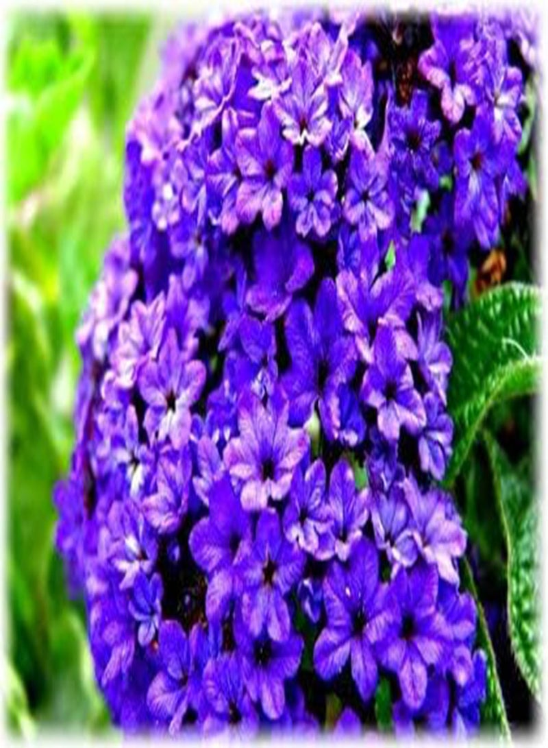 جي جوت 50 قطعة من بذور زهرة الهليوتروب البحرية الزرقاء - Image 3