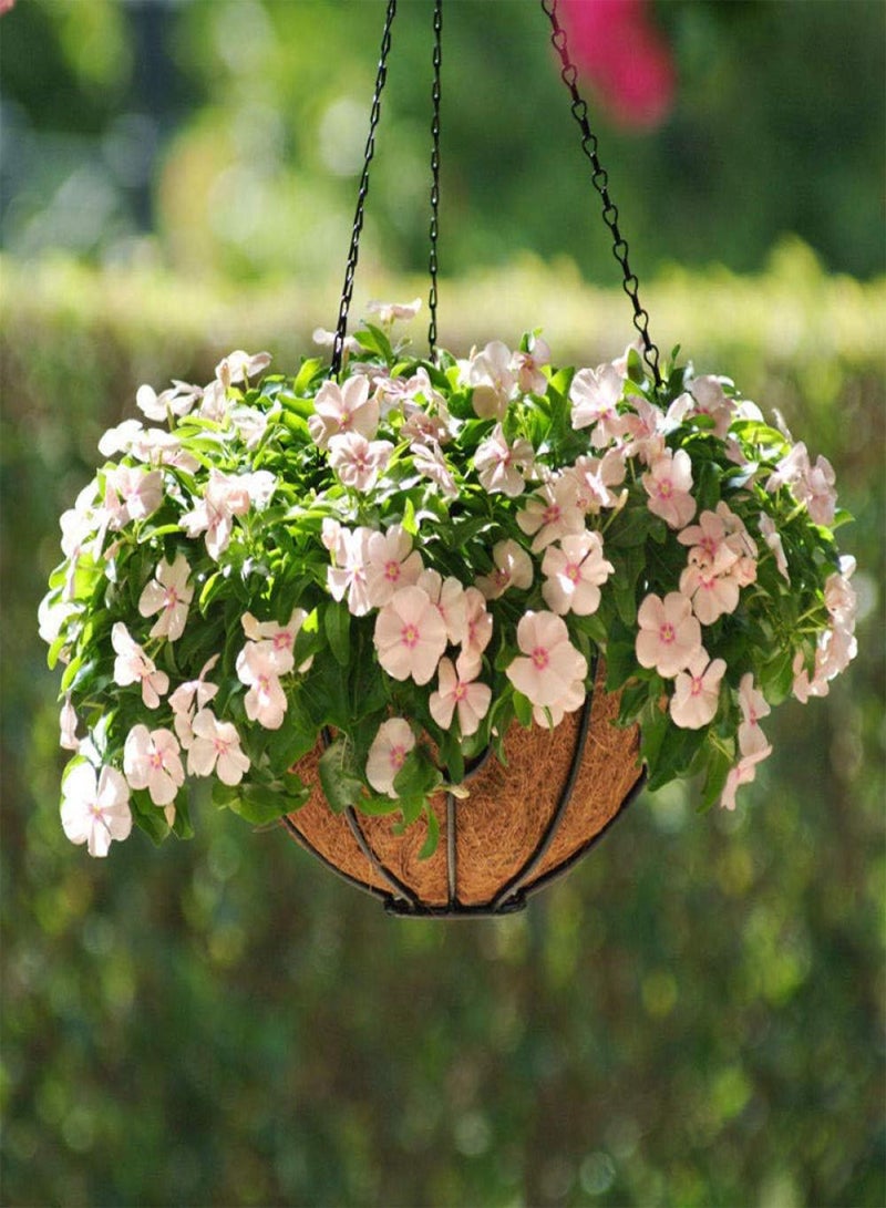 جي جوت بذور زهور برية للمرج، بذور كاثارانثوس - ممتازة - 5 نقاط، بذور زهور الشرفة - Image 1