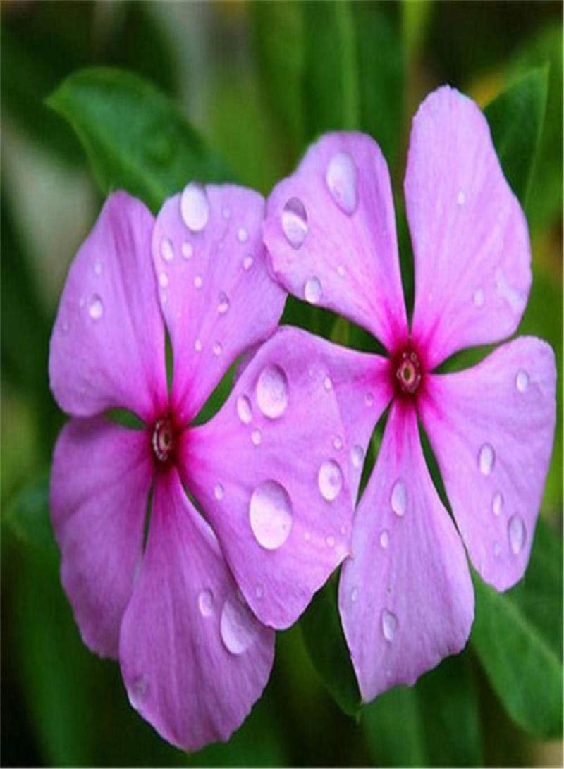 جي جوت بذور زهور برية للمرج، بذور كاثارانثوس - ممتازة - 5 نقاط، بذور زهور الشرفة - Image 4