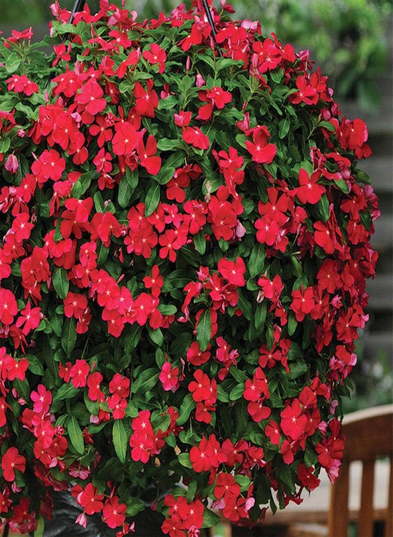 جي جوت بذور زهور برية للمرج، بذور كاثارانثوس - ممتازة - 5 نقاط، بذور زهور الشرفة - Image 3