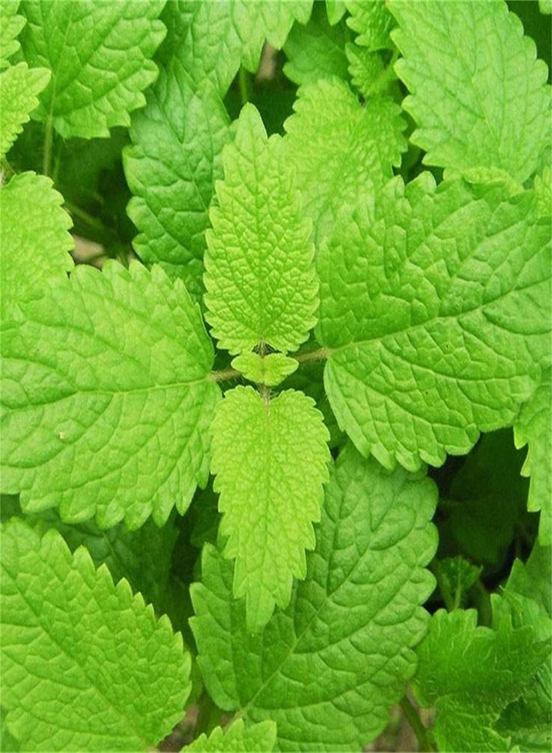 جي جوت بذور النعناع الطازجة/نباتات حدائق مزروعة في أصص/نمط طازج/بذور حدائق تراثية/قيمة إنتاجية متوقعة عالية/زراعة بسيطة - 300 قطعة - Image 1