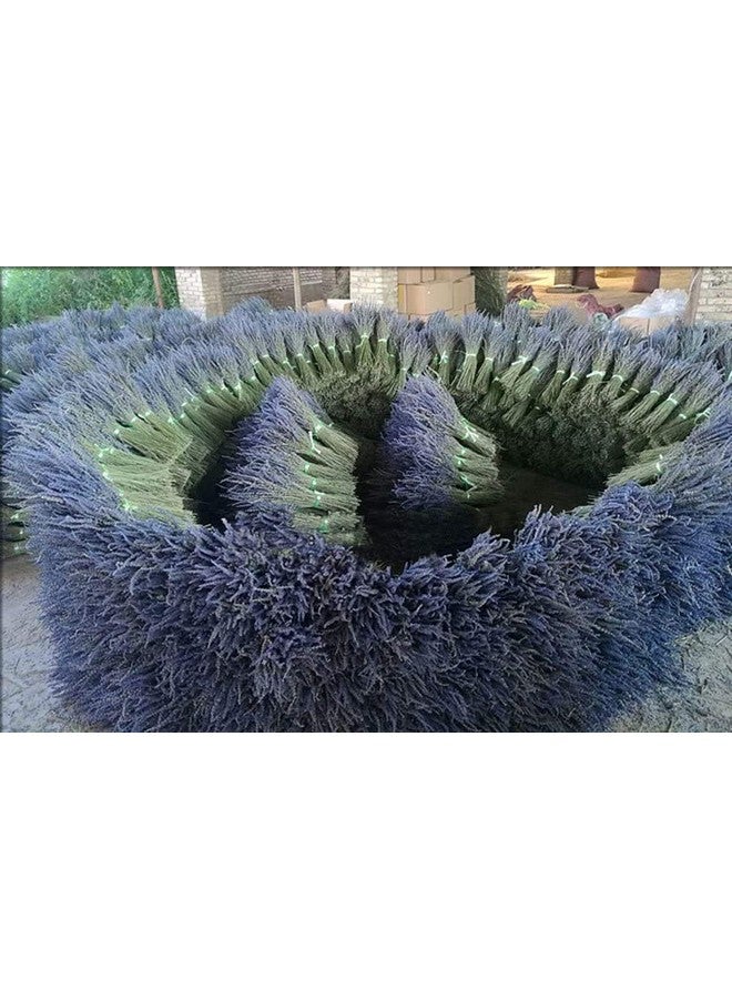 TooGet TooGet Lavender Dried Ultra Blue Bundles 400+ Stems (16" - 18" Long) for Home Decor, Crafts, Gift,Wedding or Any Occasion - Image 4