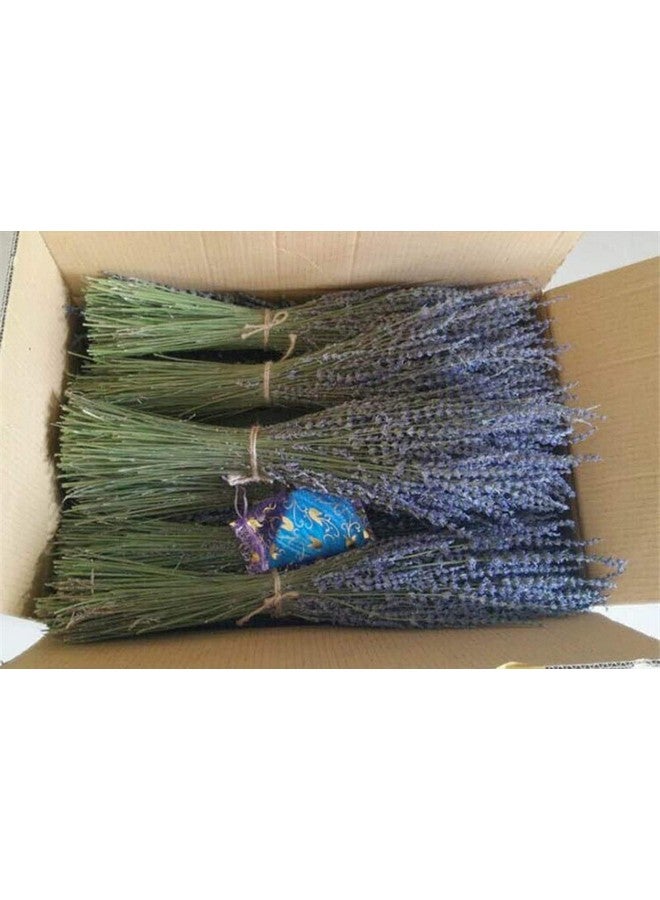 TooGet TooGet Lavender Dried Ultra Blue Bundles 400+ Stems (16" - 18" Long) for Home Decor, Crafts, Gift,Wedding or Any Occasion - Image 3