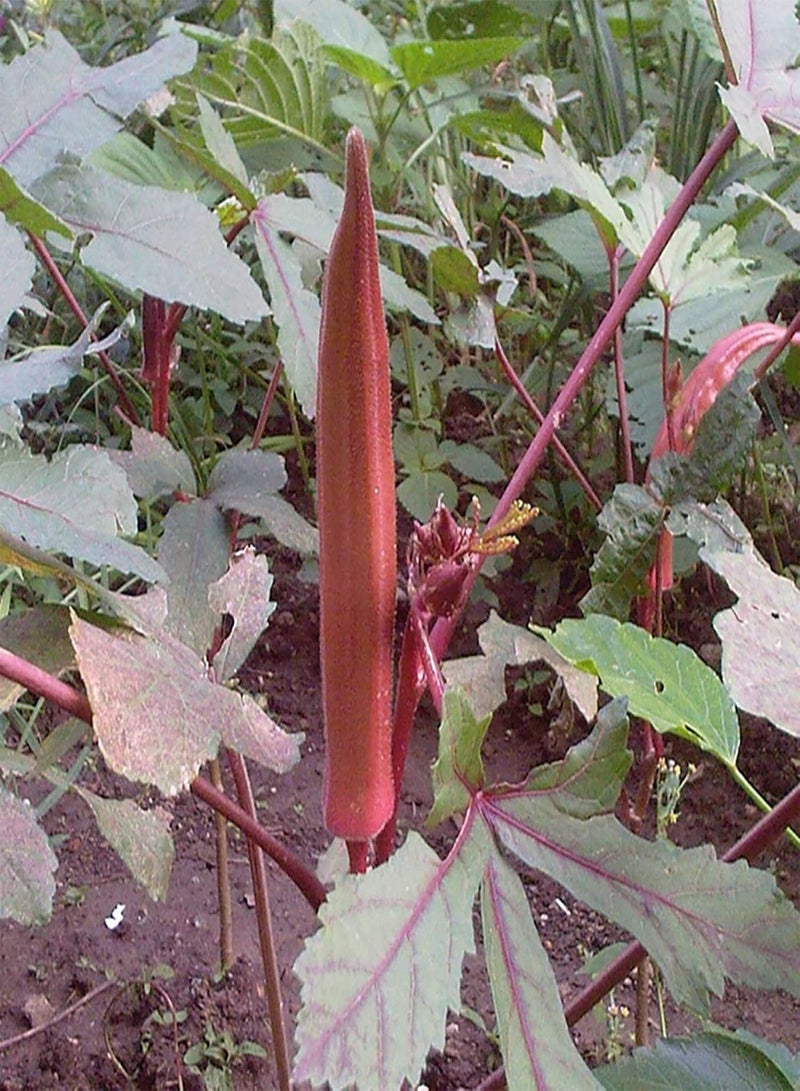 جي جوت 100 قطعة من بذور البامية الحمراء المزروعة يدويًا، بذور خضراوات معمرة نادرة ووفيرة الإنتاج من نوع Abelmoschus، مناسبة للمزارع، مقاس واحد - Image 3