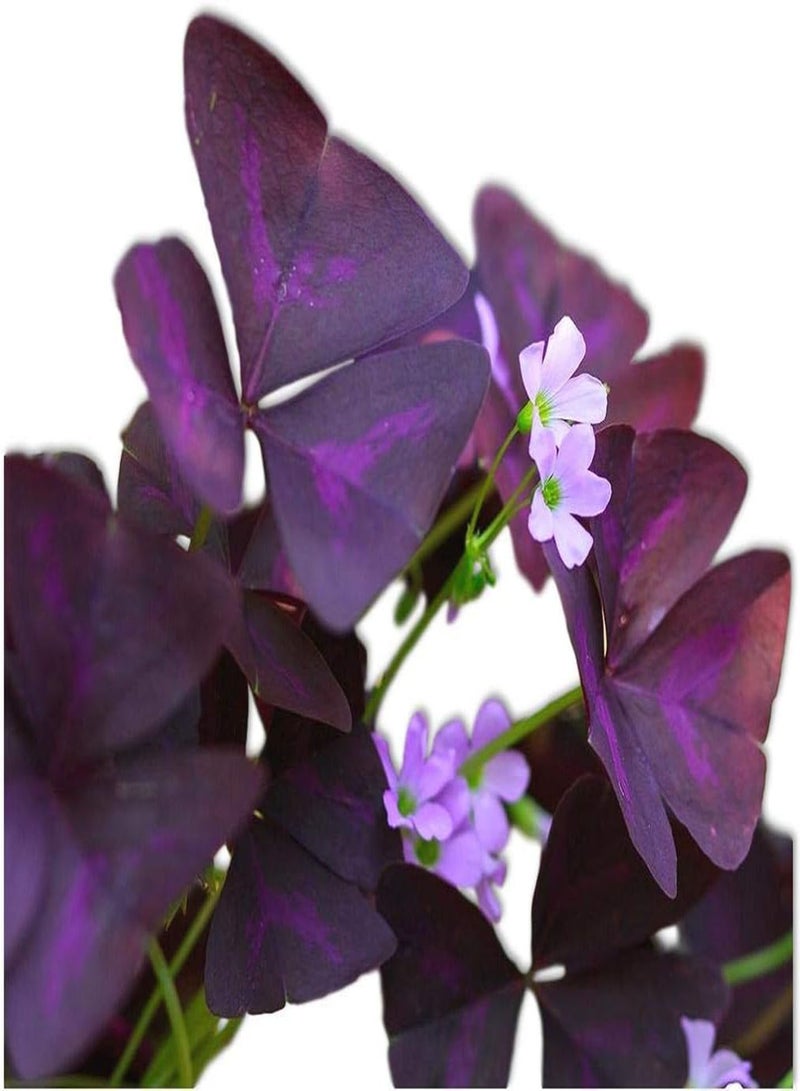 GGOOT 10pcs paars Oxalis bollen voor broeikas tuin planten schattige Mini Witte bloemblaadjes liefde Warme vochtige omgeving bestand tegen droogte gemakkelijk te planten - Image 2