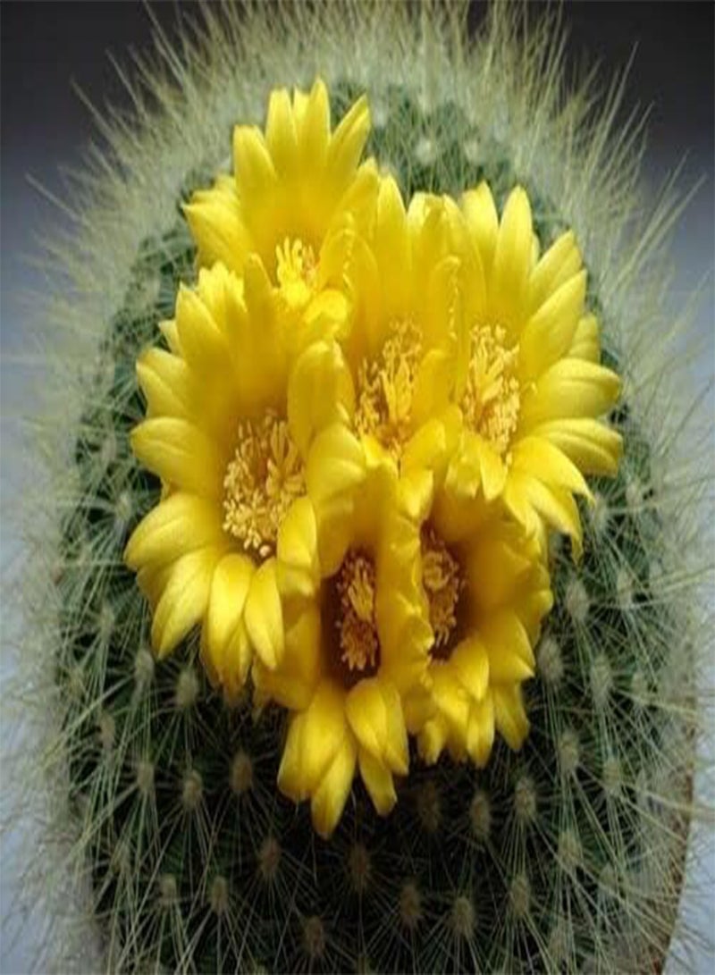 GGOOT 5 graines de Parodia Chrysacanthion Golden Powder Puff Seeds SAMEN SEMILLAS H434