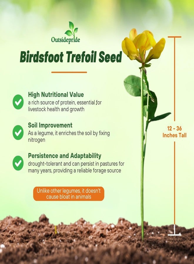Outsidepride Perennial Birdsfoot Trefoil Seed - 1 lb Nitrocoated, Inoculated, Winter Hardy, High Protein Forage Legume Seeds for Pasture, Hay, Silage Production & Livestock Grazing - Image 3