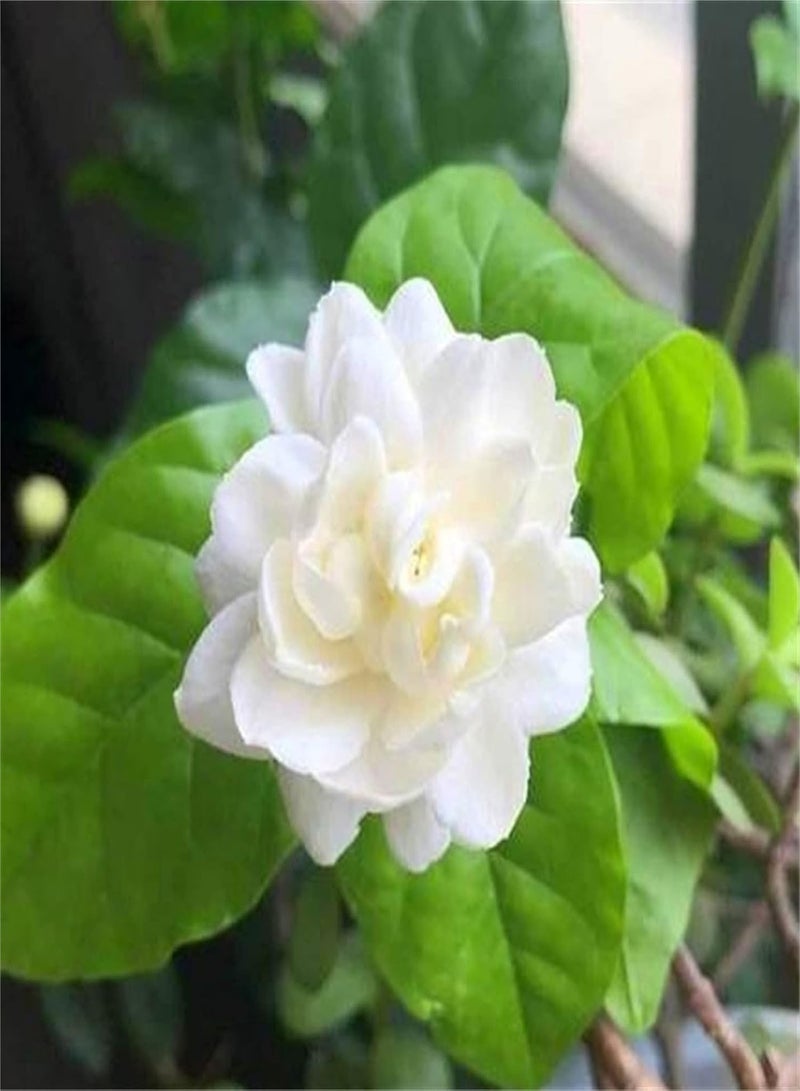 جي جوت بذور الياسمين العطرية الفريدة من نوعها، نباتات قوية النمو في أصيص للحديقة، بذور زهور جميلة، نباتات عطرية خضراء - 500 قطعة - Image 1