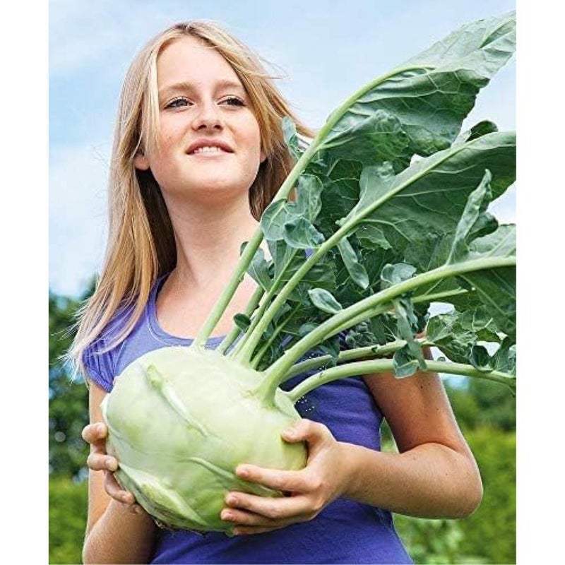 50-100+ Kohlrabi Giant (German Cabbage Turnip) Biennial Heirloom - Vegetable Green - Image 1