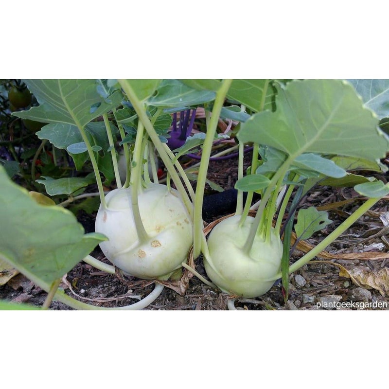 50-100+ Kohlrabi Giant (German Cabbage Turnip) Biennial Heirloom - Vegetable Green - Image 4