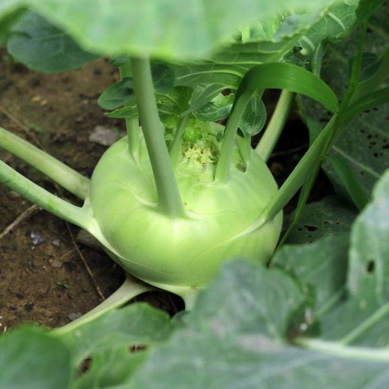 50-100+ Kohlrabi Giant (German Cabbage Turnip) Biennial Heirloom - Vegetable Green - Image 2