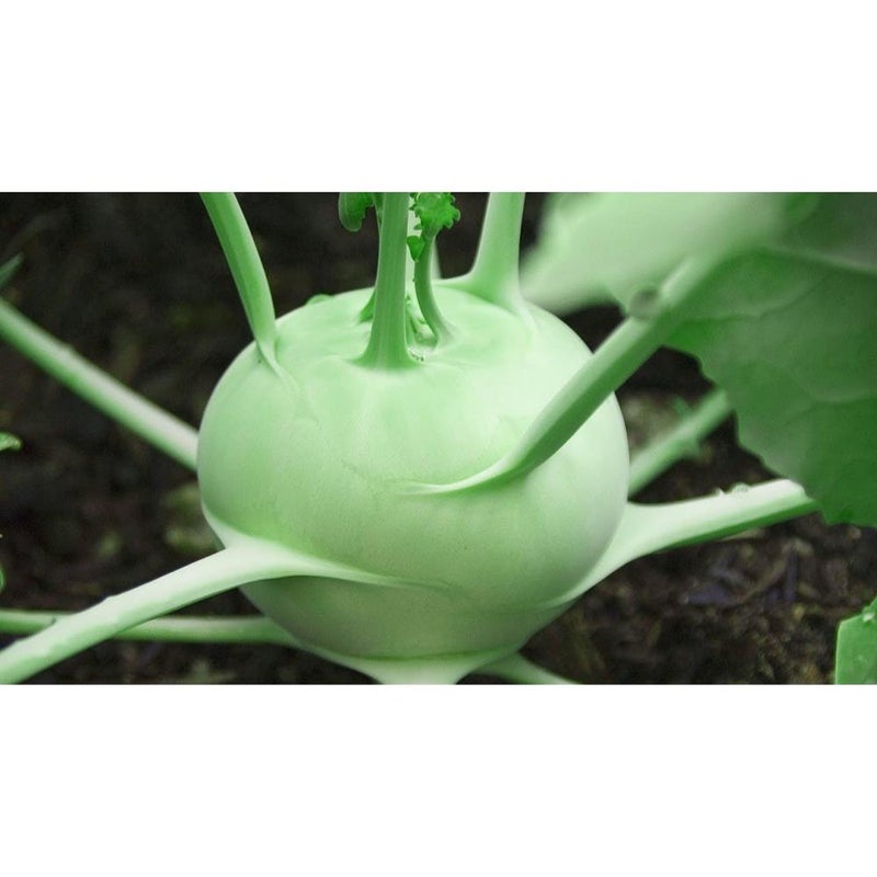 50-100+ Kohlrabi Giant (German Cabbage Turnip) Biennial Heirloom - Vegetable Green - Image 5