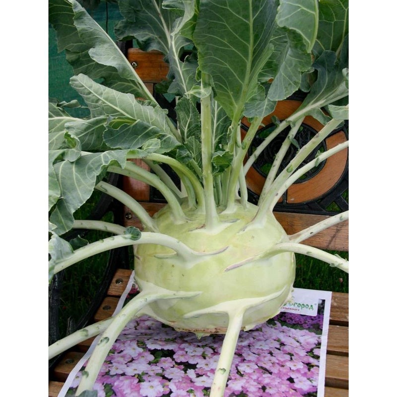 50-100+ Kohlrabi Giant (German Cabbage Turnip) Biennial Heirloom - Vegetable Green - Image 3
