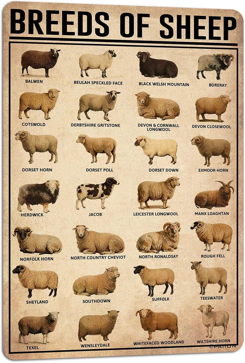 PAIION Breeds Of Sheep Farm Wall Decor Metal Signs Vintage Poster 8x12 Inch - Image 1