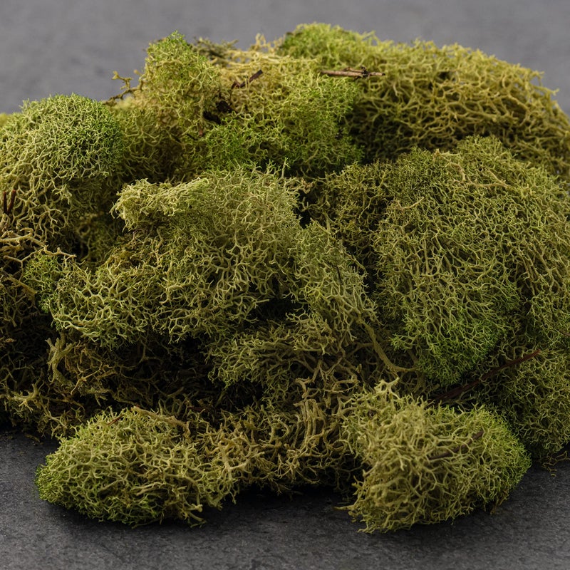 QUALITY GROWERS طحالب الرنّة المحفوظة من كواليتي غرويرز QG2060، 108.5 بوصة مكعبة، أخضر ربيعي - Image 3