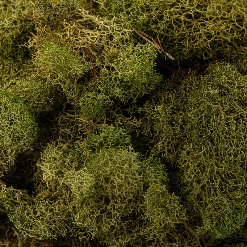 QUALITY GROWERS طحالب الرنّة المحفوظة من كواليتي غرويرز QG2060، 108.5 بوصة مكعبة، أخضر ربيعي - Image 4