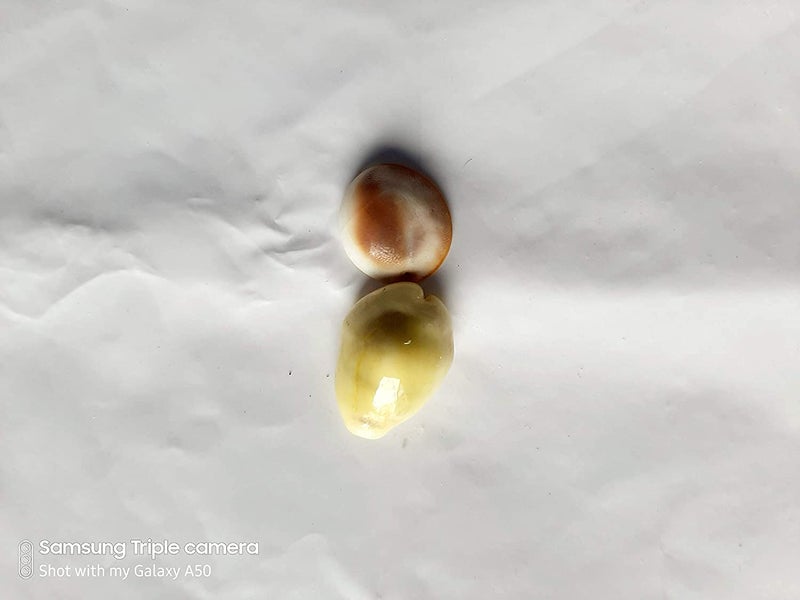 advancedestore Natural Kaudi ShellsKauri 2 cm YellowSet of 21 Pieces - Image 2