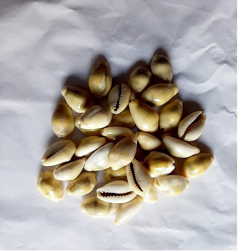 advancedestore Natural Kaudi ShellsKauri 2 cm YellowSet of 21 Pieces - Image 1