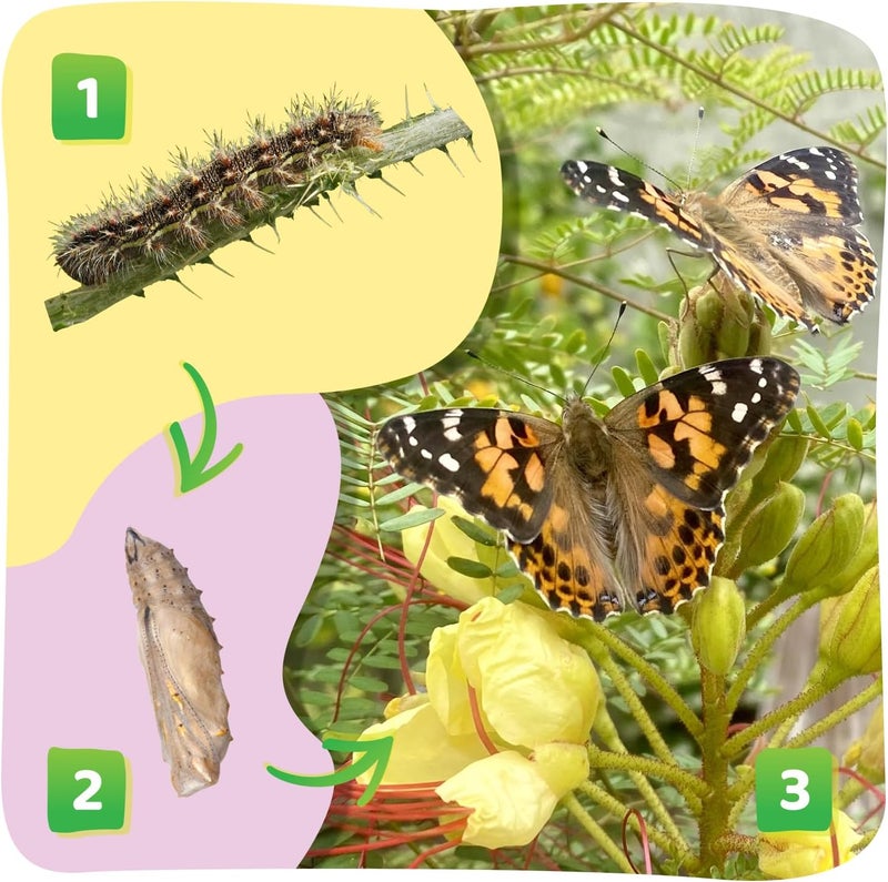 Insect Lore Cup Caterpillars - 5 Live Painted Lady Caterpillars with Food - Includes Figurines - Refill Kit for Butterfly Garden Habitat - STEM Science Activity for Kids and Classrooms - Image 4