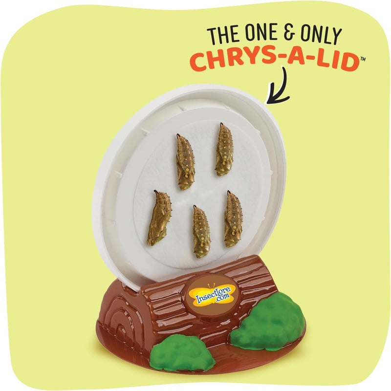 Insect Lore Cup Caterpillars - 5 Live Painted Lady Caterpillars with Food - Includes Figurines - Refill Kit for Butterfly Garden Habitat - STEM Science Activity for Kids and Classrooms - Image 3
