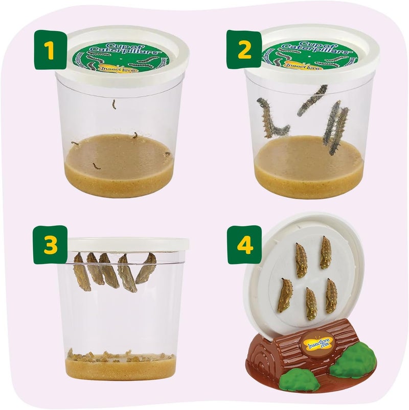 Insect Lore Cup Caterpillars - 5 Live Painted Lady Caterpillars with Food - Includes Figurines - Refill Kit for Butterfly Garden Habitat - STEM Science Activity for Kids and Classrooms - Image 2