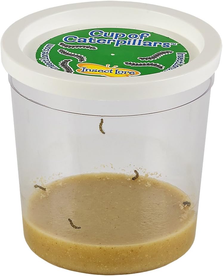 Insect Lore Cup Caterpillars - 5 Live Painted Lady Caterpillars with Food - Includes Figurines - Refill Kit for Butterfly Garden Habitat - STEM Science Activity for Kids and Classrooms - Image 5