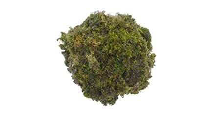 DR ARYA Natural Dried Moss Grass Preserved For Pots With The Nice Green Appearance For Home and Garden 1 KG