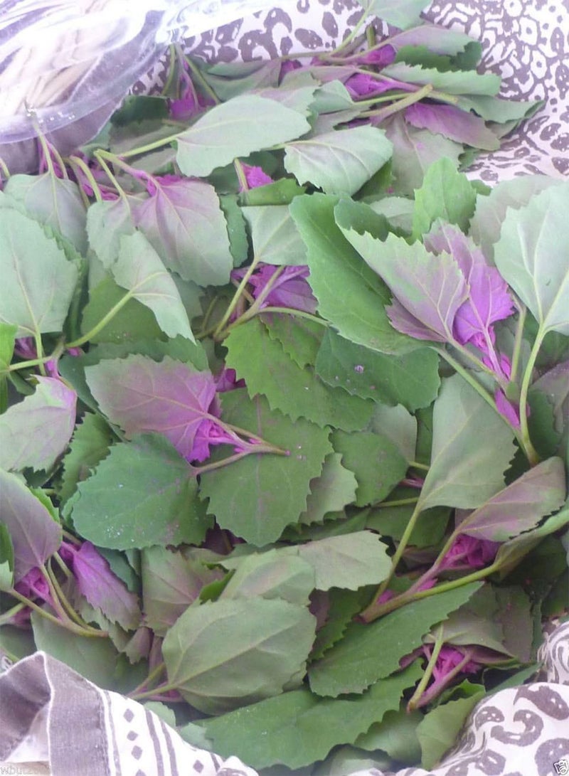 GGOOT Magenta Spreen Seed,Specialty Greens>12 days micro/30 baby /45 full size(200 Seeds) - Image 2