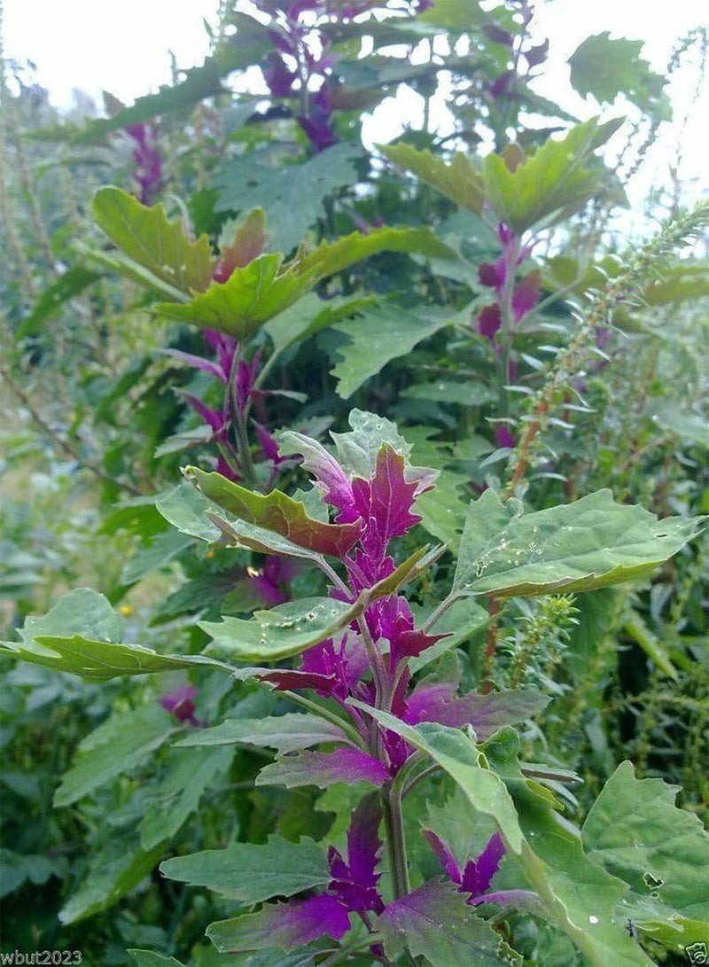 GGOOT Magenta Spreen Seed,Specialty Greens>12 days micro/30 baby /45 full size(200 Seeds) - Image 3