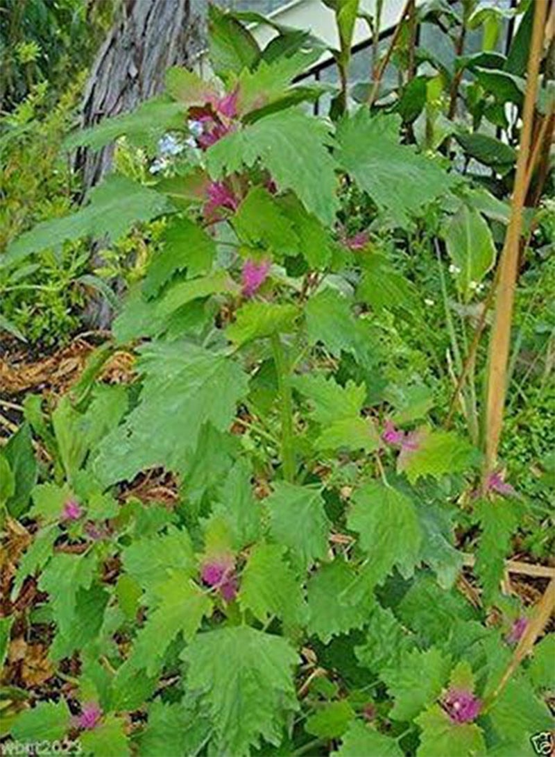 GGOOT Magenta Spreen Seed,Specialty Greens>12 days micro/30 baby /45 full size(200 Seeds) - Image 5