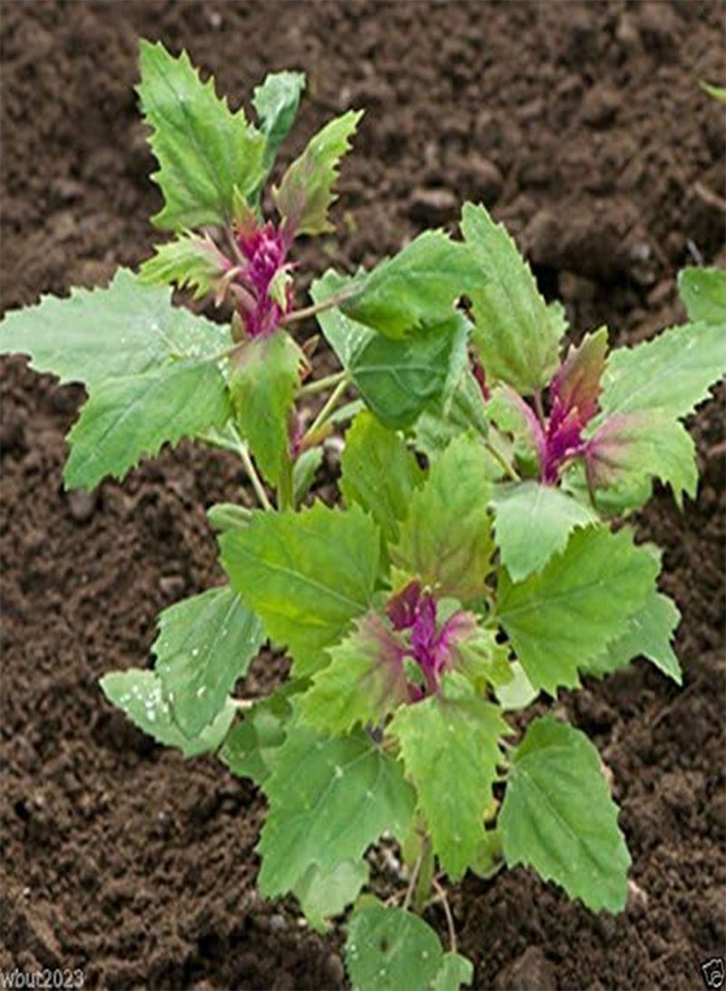 GGOOT Magenta Spreen Seed,Specialty Greens>12 days micro/30 baby /45 full size(200 Seeds) - Image 1