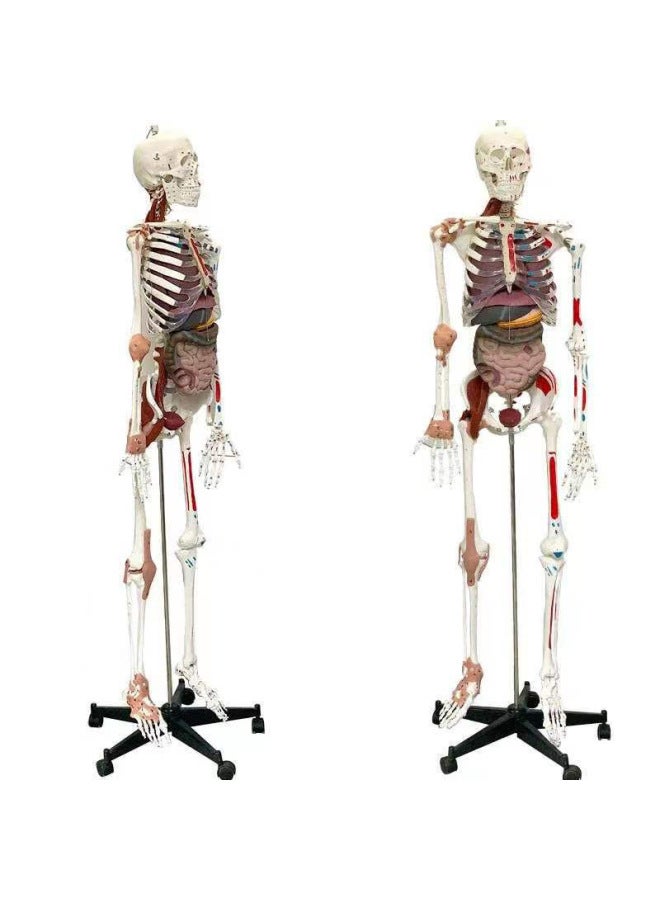 Human Skeleton Model Skeleton Detachable Human Spine Model Simulation Small White Skull Specimen-Color:Vertical 85cm With Muscle Painting - Image 2