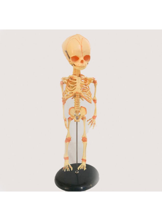 Human Skeleton Model Skeleton Detachable Human Spine Model Simulation Small White Skull Specimen-Color:Vertical 85cm With Muscle Painting - Image 4