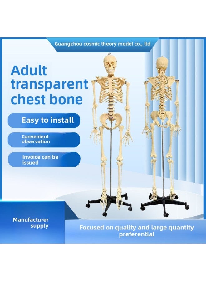 Human Skeleton Model Skeleton Detachable Human Spine Model Simulation Small White Skull Specimen-Color:Vertical 85cm With Muscle Painting - Image 1
