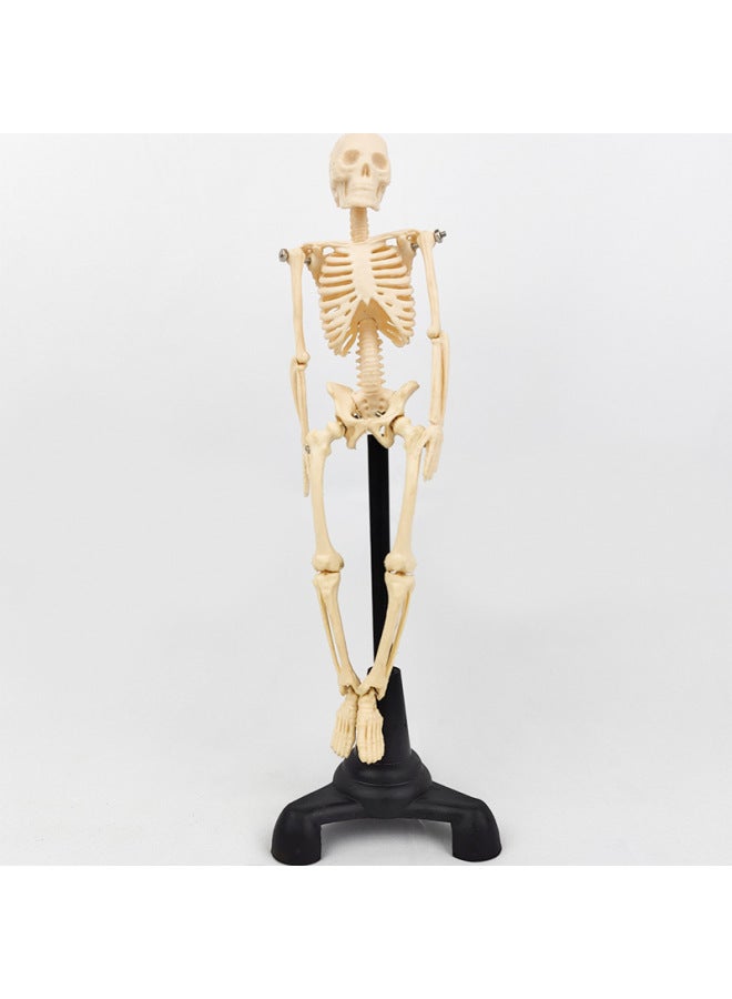 Human Skeleton Model Skeleton Detachable Human Spine Model Simulation Small White Skull Specimen-Color:Vertical 85cm With Muscle Painting - Image 3