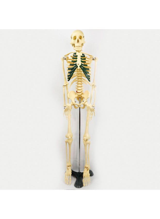 Human Skeleton Model Skeleton Detachable Human Spine Model Simulation Small White Skull Specimen-Color:Vertical 85cm With Muscle Painting - Image 5
