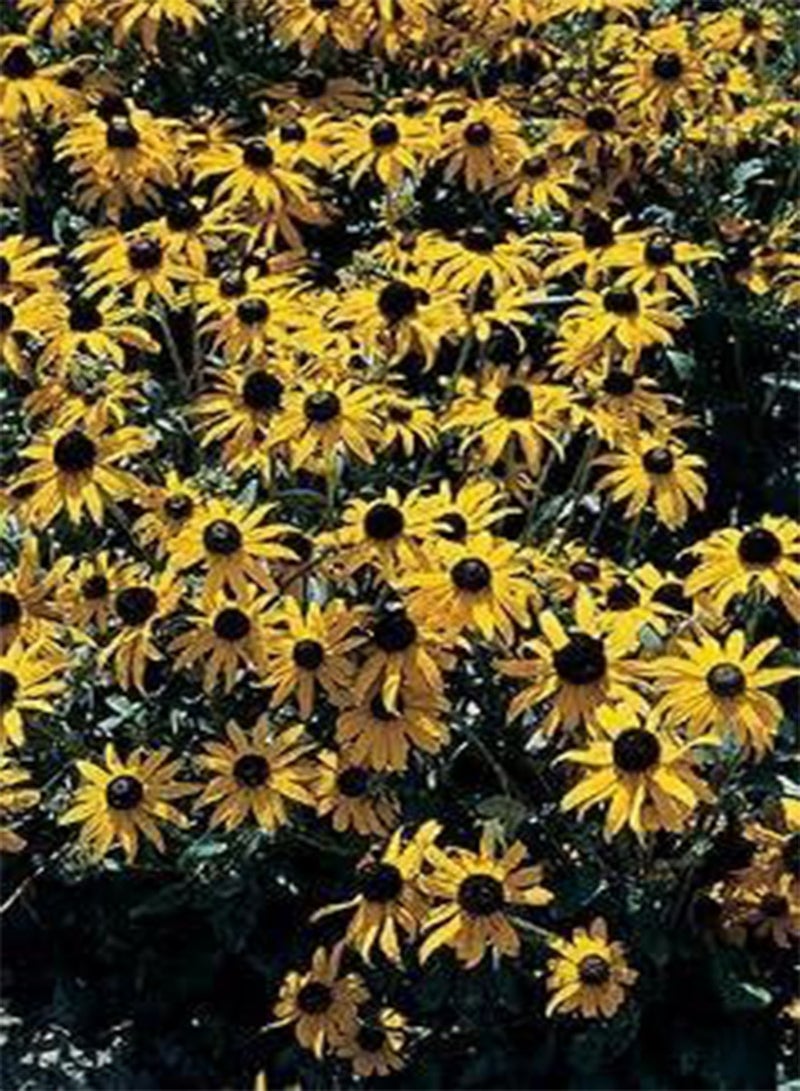 GGOOT Rudbeckia fulgida Goldsturm Primed 100 Seeds