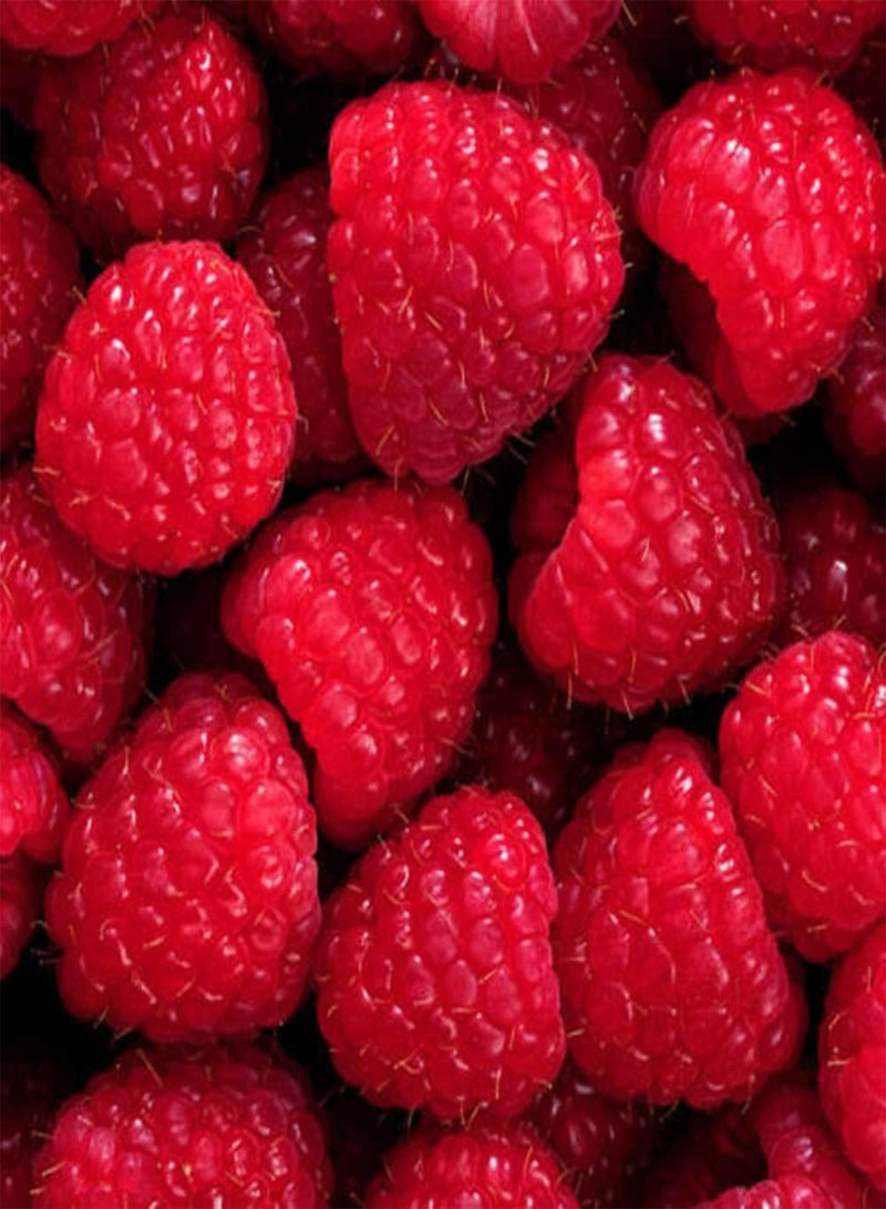 GGOOT 50Pcs DIY Red Raspberry Gardening Kit Bush Fruit Seeds For Outdoor Garden Yards Seeds 1size - Image 1