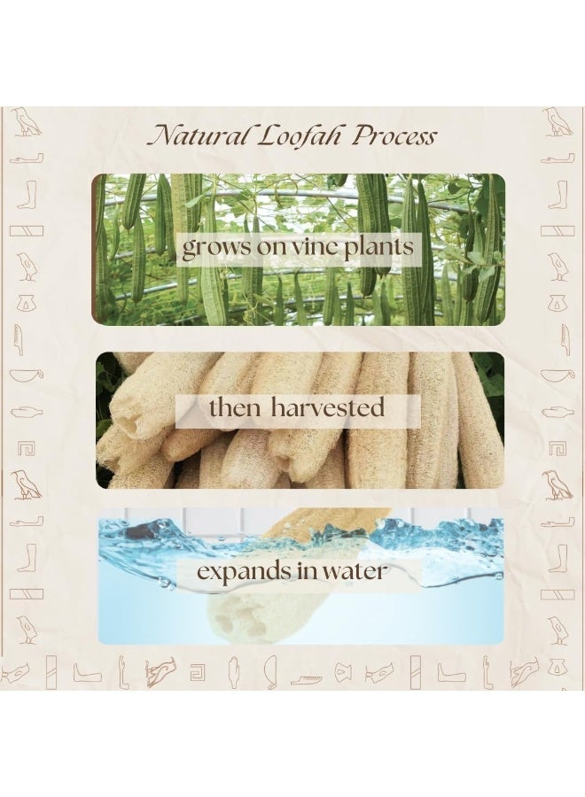 MOMENT Natural Organic Egyptian Loofah Sponges, 30x8cm Large Exfoliating Shower Loofah Body Scrubbers SPA Beauty Bath and Radiant Skin - Image 4