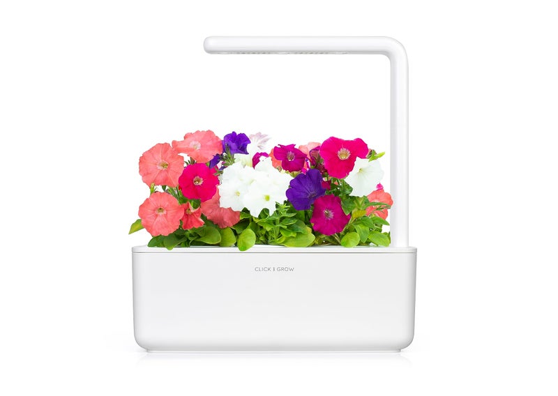 Click and Grow Smart Garden Petunia Plant Pods, 3-Pack - Image 3