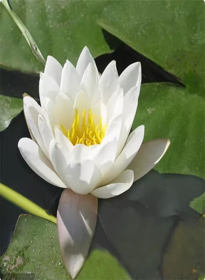 GGOOT Bowl Lotus Seeds, Water Lily Seeds, Aquatic Flower Seeds, Lotus Seeds, Water Bowl Lotus Flower Seeds Indoor, Soilless Hydroponic, Easy to Cultivate,10 PCS  - Image 5