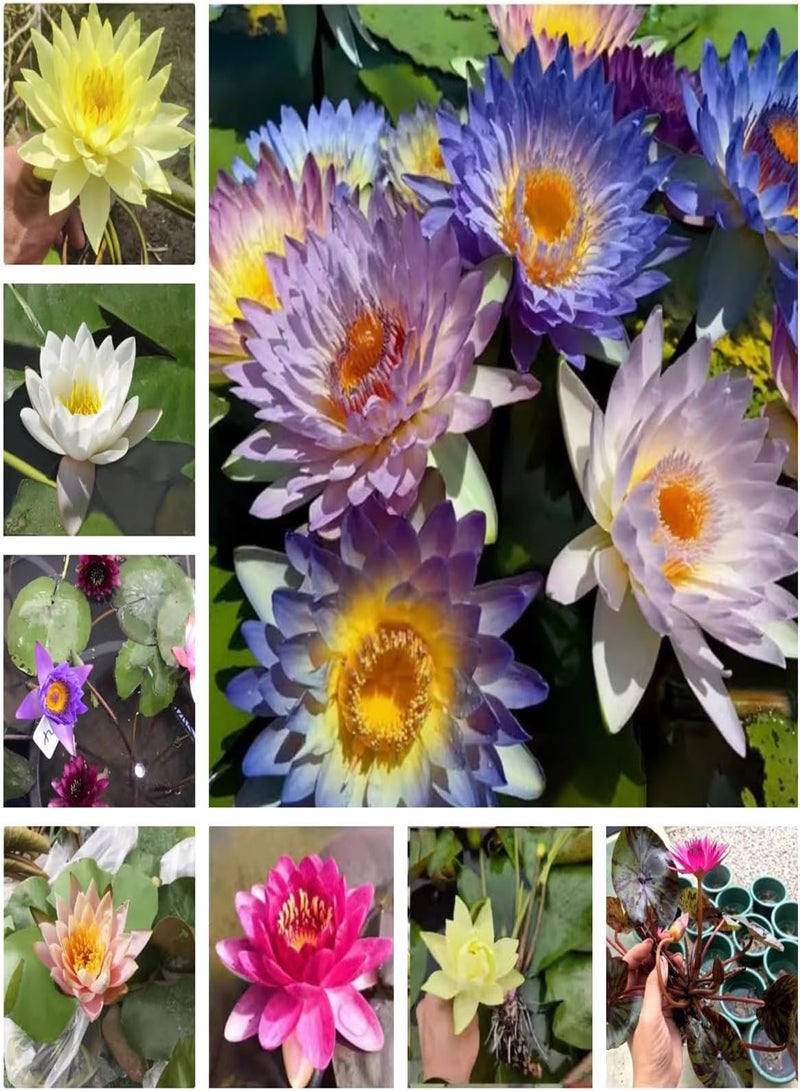 GGOOT Bowl Lotus Seeds, Water Lily Seeds, Aquatic Flower Seeds, Lotus Seeds, Water Bowl Lotus Flower Seeds Indoor, Soilless Hydroponic, Easy to Cultivate,10 PCS  - Image 1