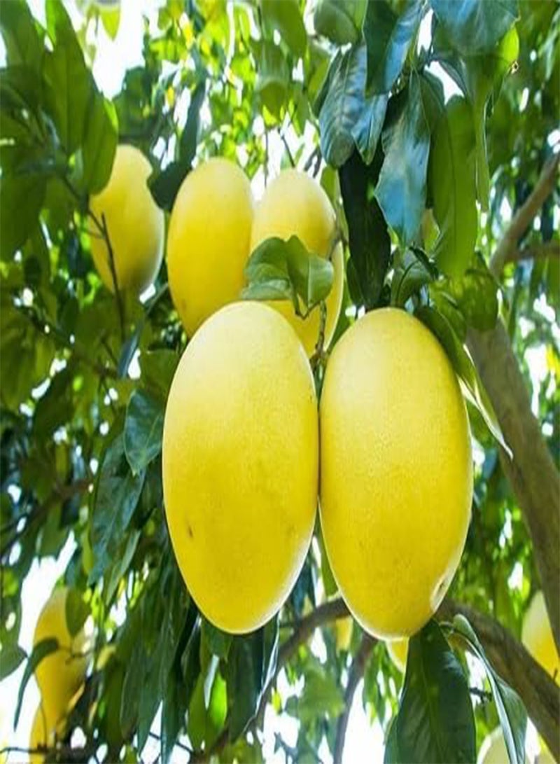 GGOOT 50pieces yellow Pomelo fruit Seeds - Image 1