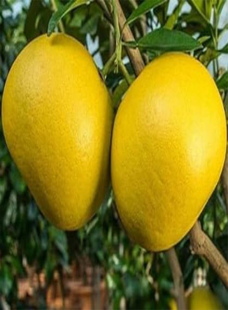 GGOOT 50pieces yellow Pomelo fruit Seeds - Image 2
