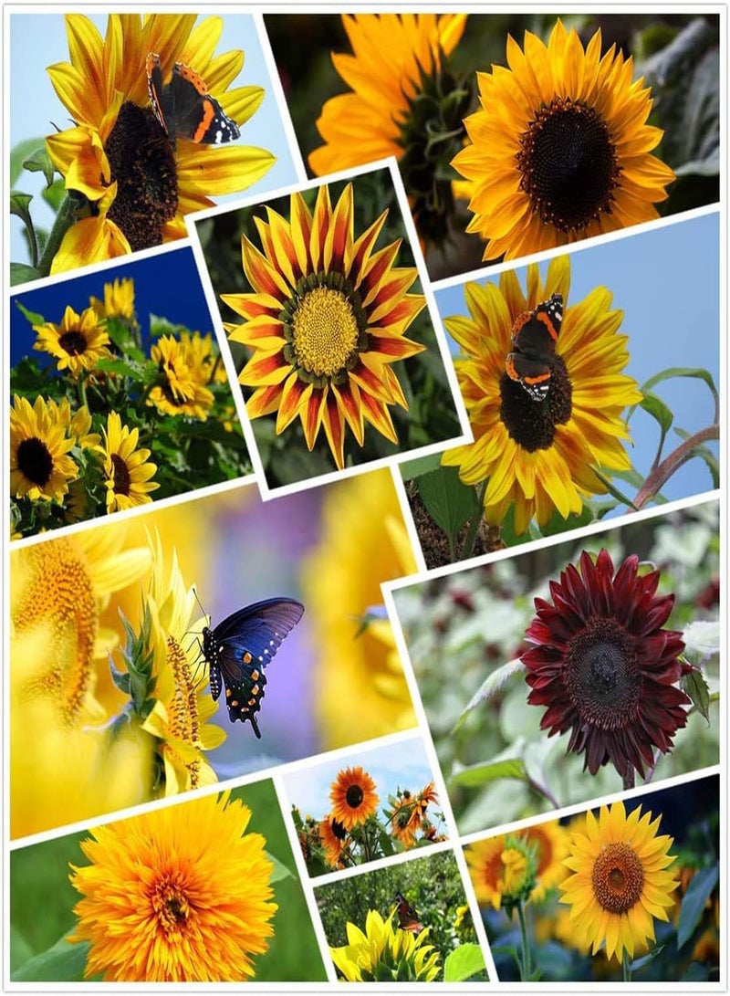 جي جوت 100 قطعة من بذور عباد الشمس المتنوعة من بذور الأعشاب السنوية المزهرة، تزرع على مدار العام، قدرة قوية على التكيف، سهلة الإنبات، نمو سريع، محبوب من الجميع - Image 1