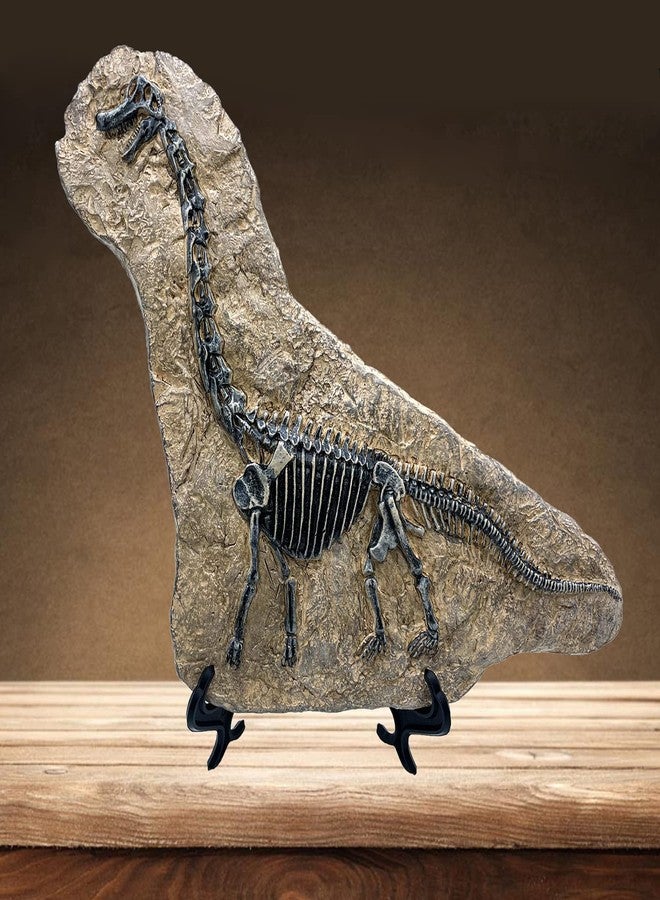 XINDAM Resin Brachiosaurus Dinosaur Fossil Statue Model Simulated Skeleton Home Office Display Decorative Craft Box Decoration (Style 7) - Image 5
