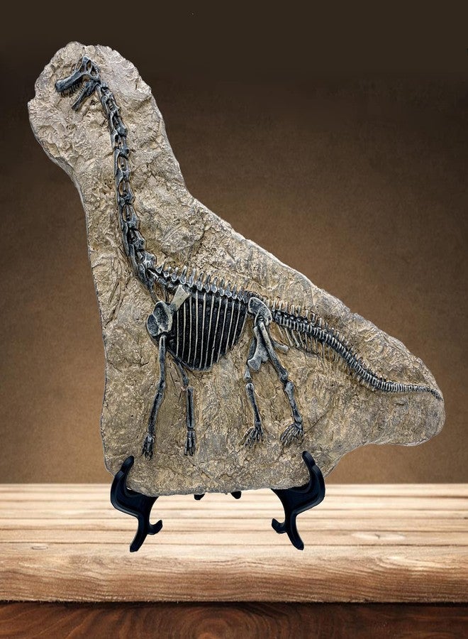 XINDAM Resin Brachiosaurus Dinosaur Fossil Statue Model Simulated Skeleton Home Office Display Decorative Craft Box Decoration (Style 7) - Image 1
