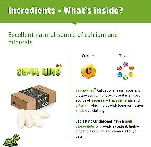 Sepia King - Medium - 100% Natural Calcium Supplement - Premium Cuttlebone Perfect for Birds, Tortoises, Snails, Reptiles - 12 Pack - Image 3