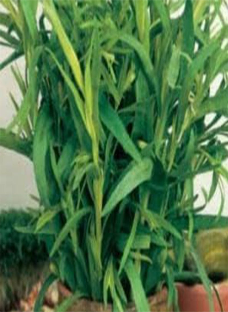 GGOOT 215 Seeds of Tarragon Russian